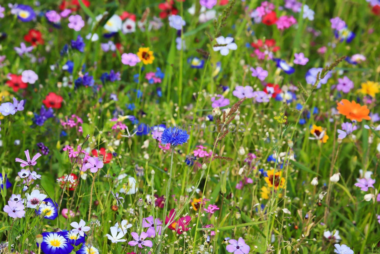 Colorful flower meadow in the primary color green with different wild flowers.