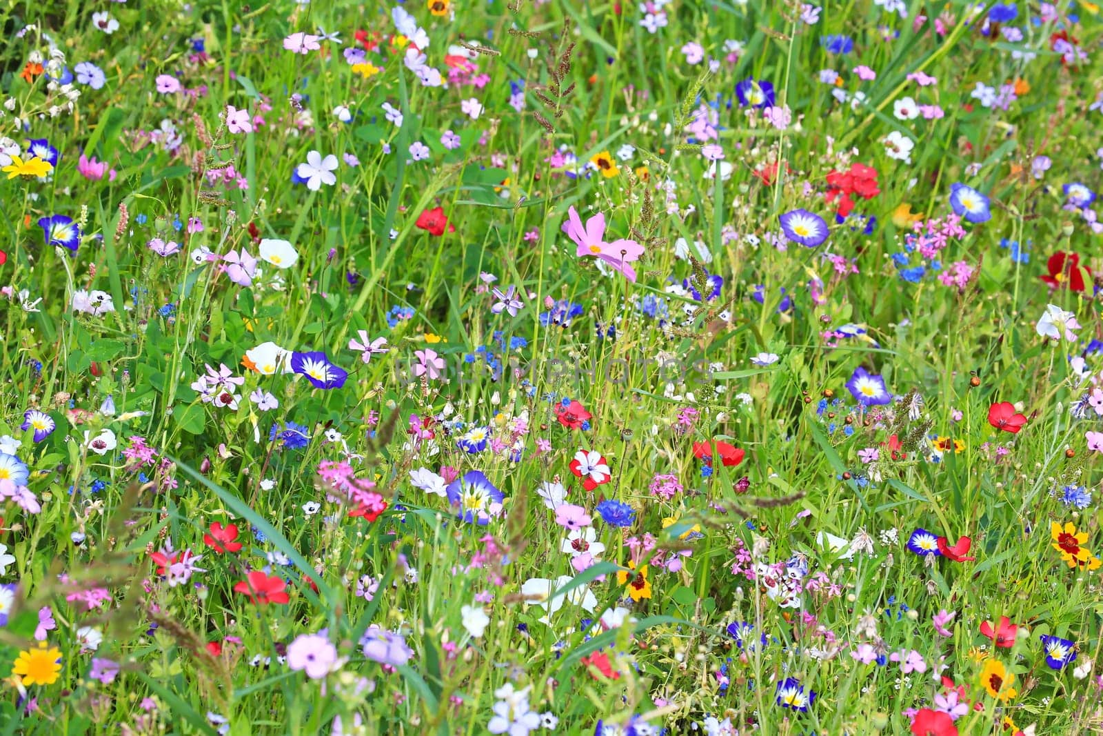 Colorful flower meadow in the primary color green with different wild flowers.