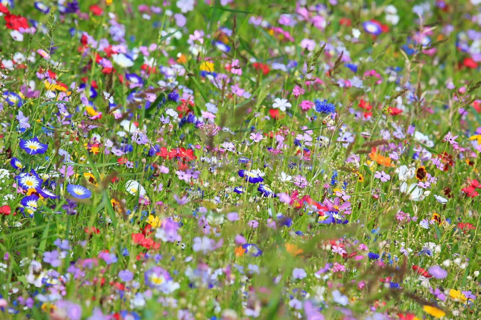 Colorful flower meadow in the primary color green with different wild flowers.