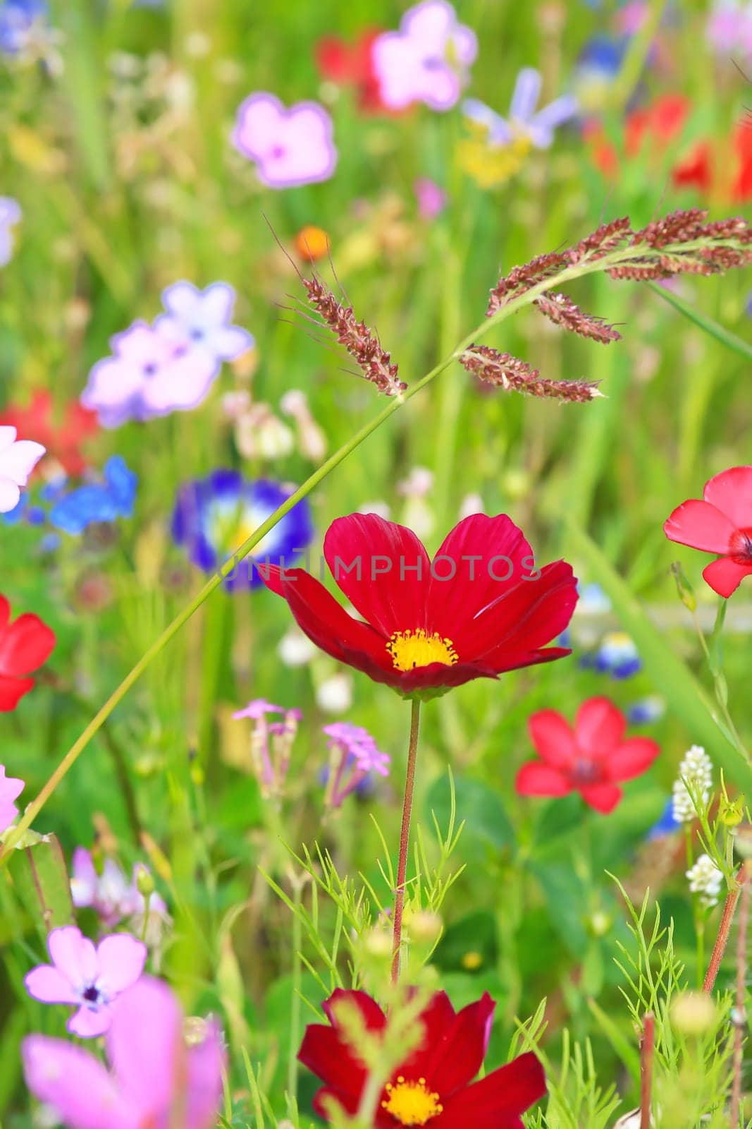 Colorful flower meadow in the primary color green with different wild flowers.
