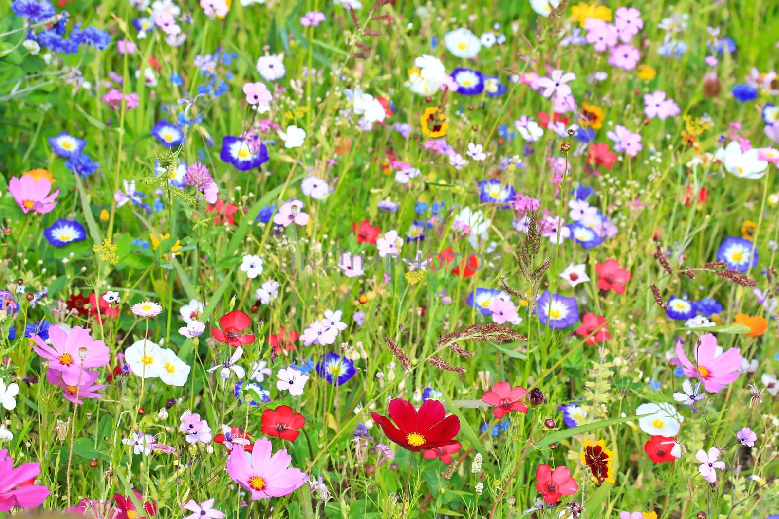 Colorful flower meadow in the primary color green with different wild flowers.