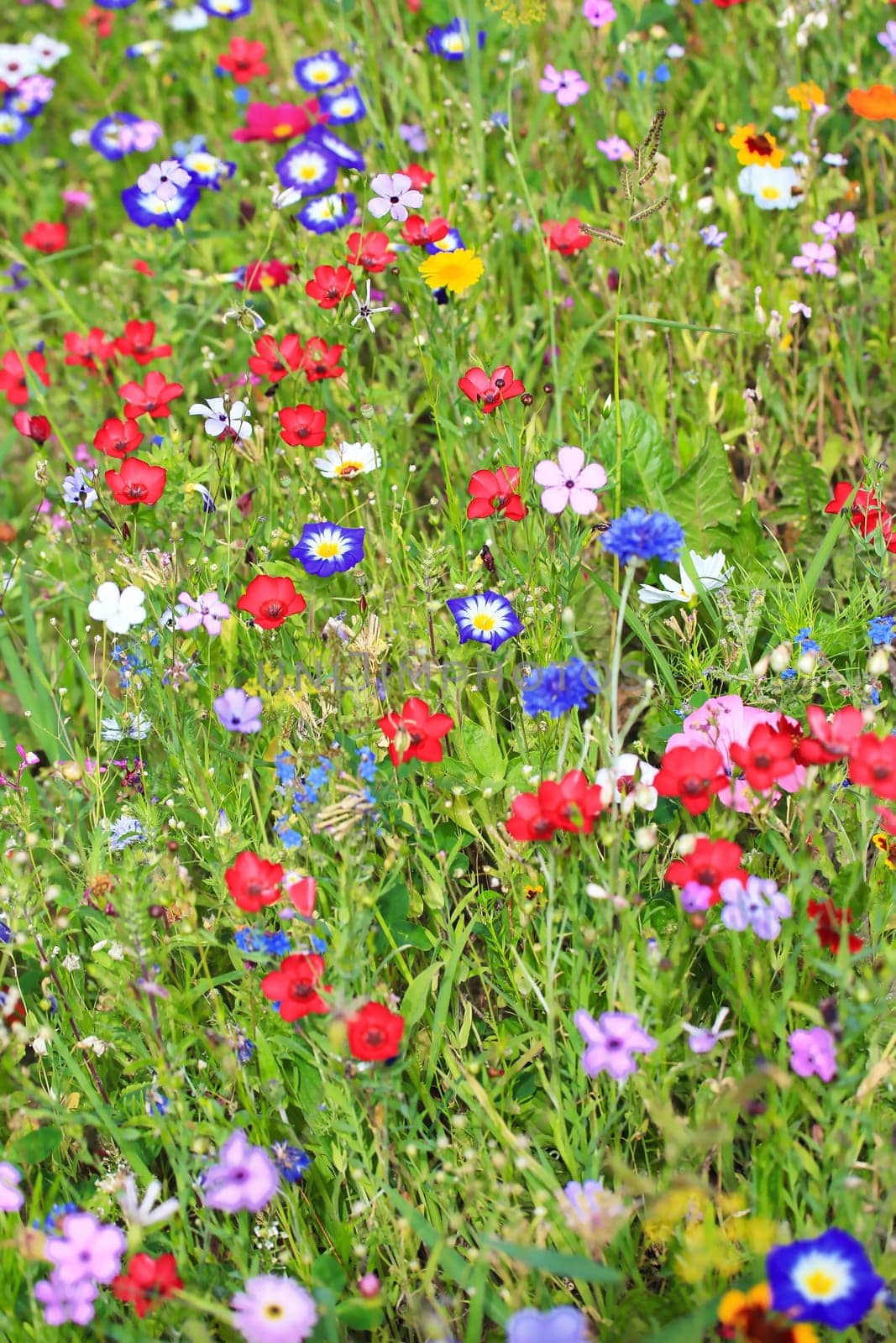 Colorful flower meadow in the primary color green with different wild flowers.