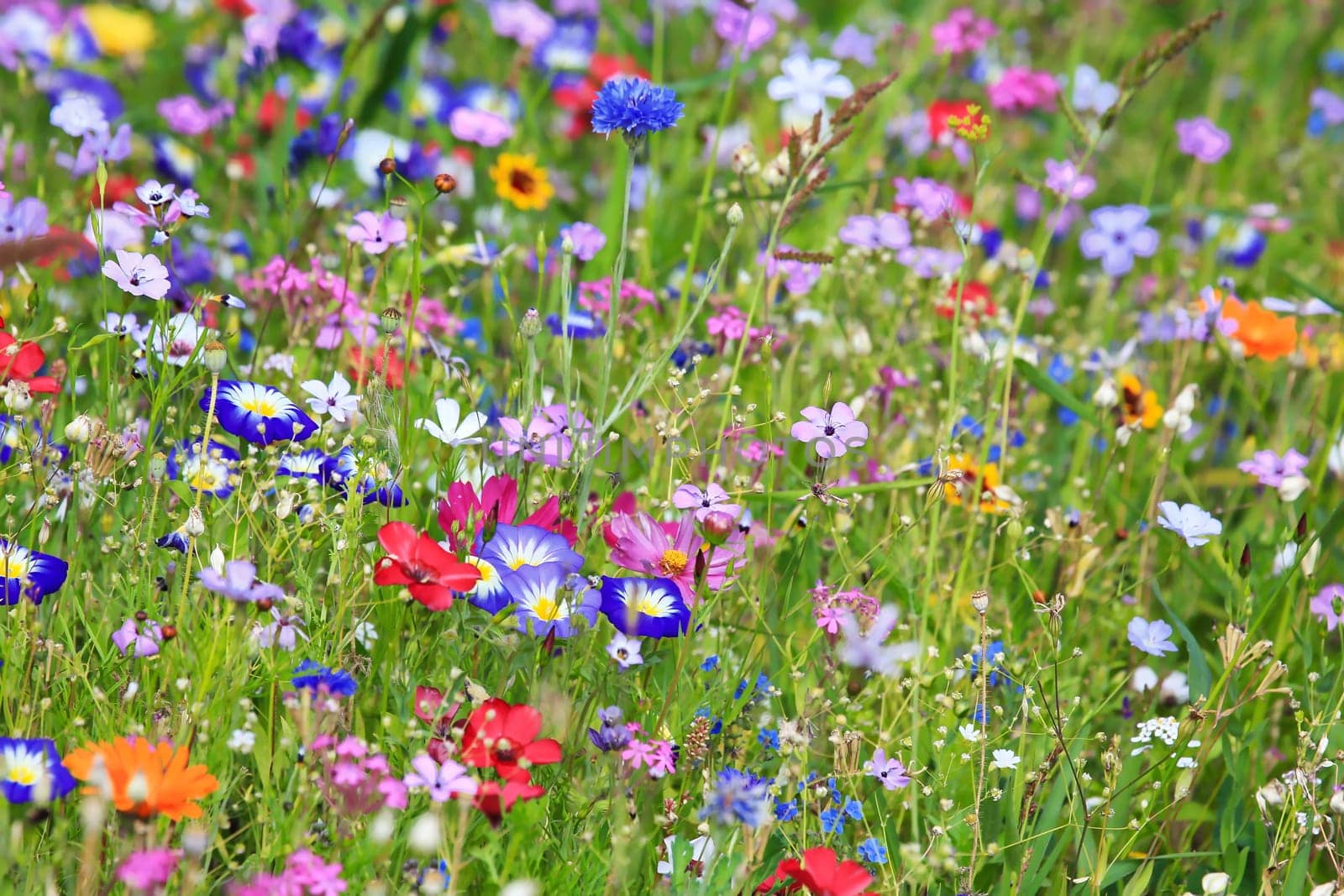 Colorful flower meadow in the primary color green with different wild flowers.