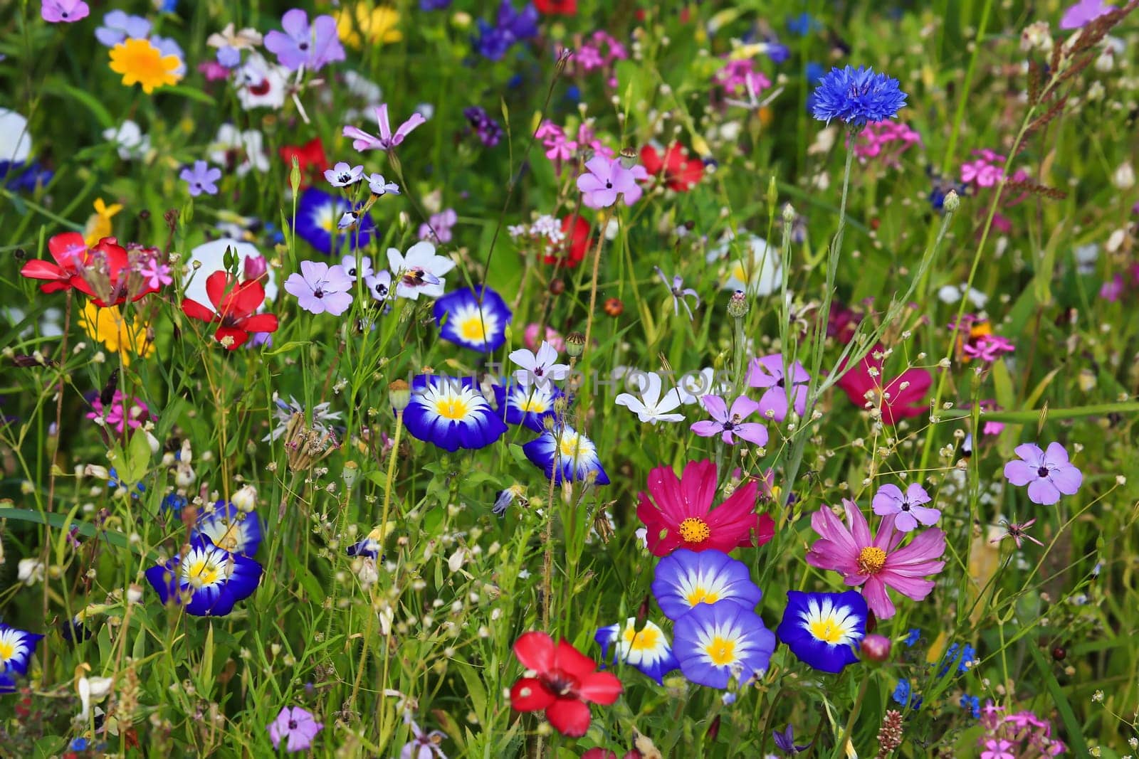 Colorful flower meadow in the primary color green with different wild flowers.