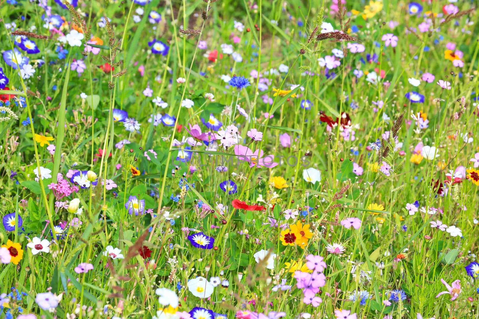Colorful flower meadow in the primary color green with different wild flowers.