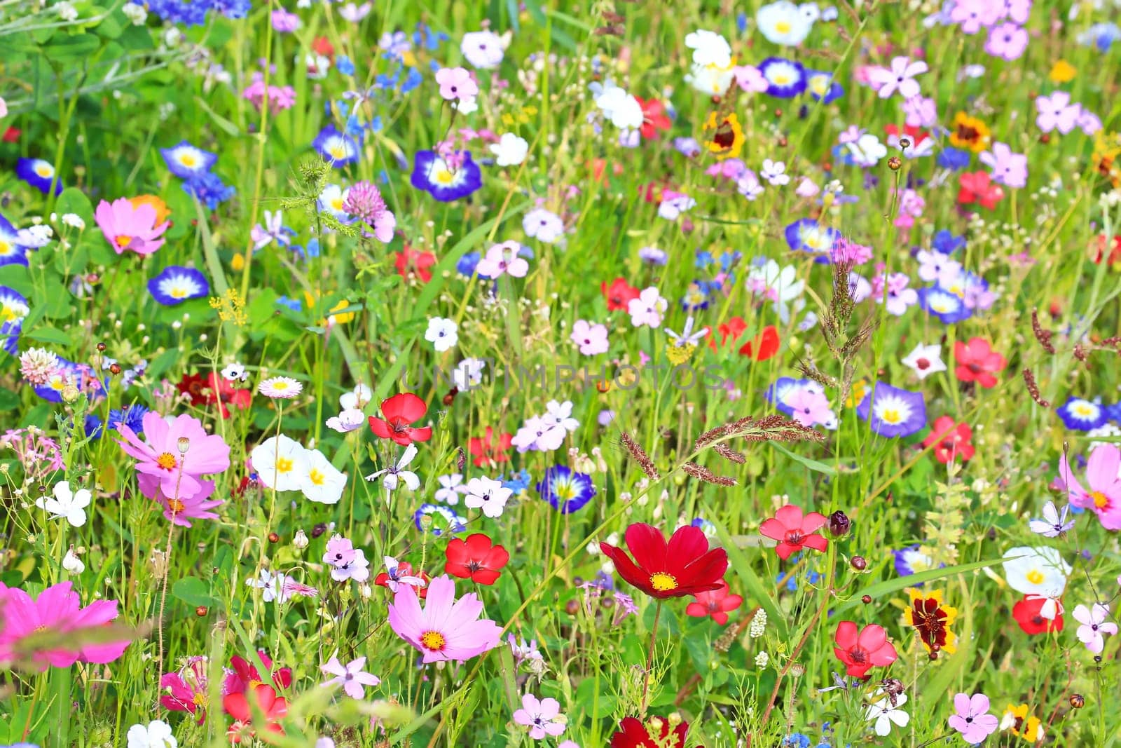 Colorful flower meadow in the primary color green with different wild flowers.