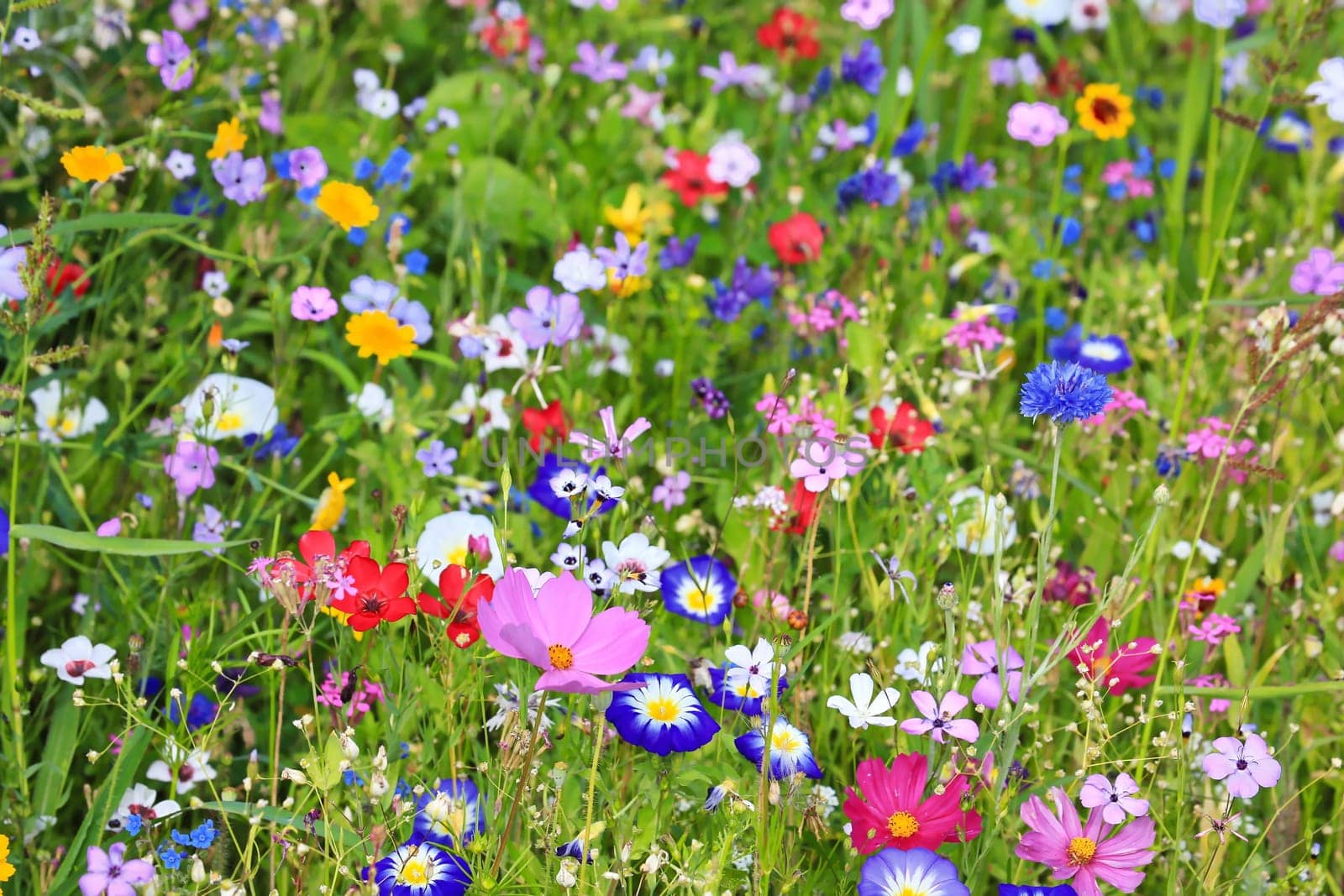Colorful flower meadow in the primary color green with different wild flowers.
