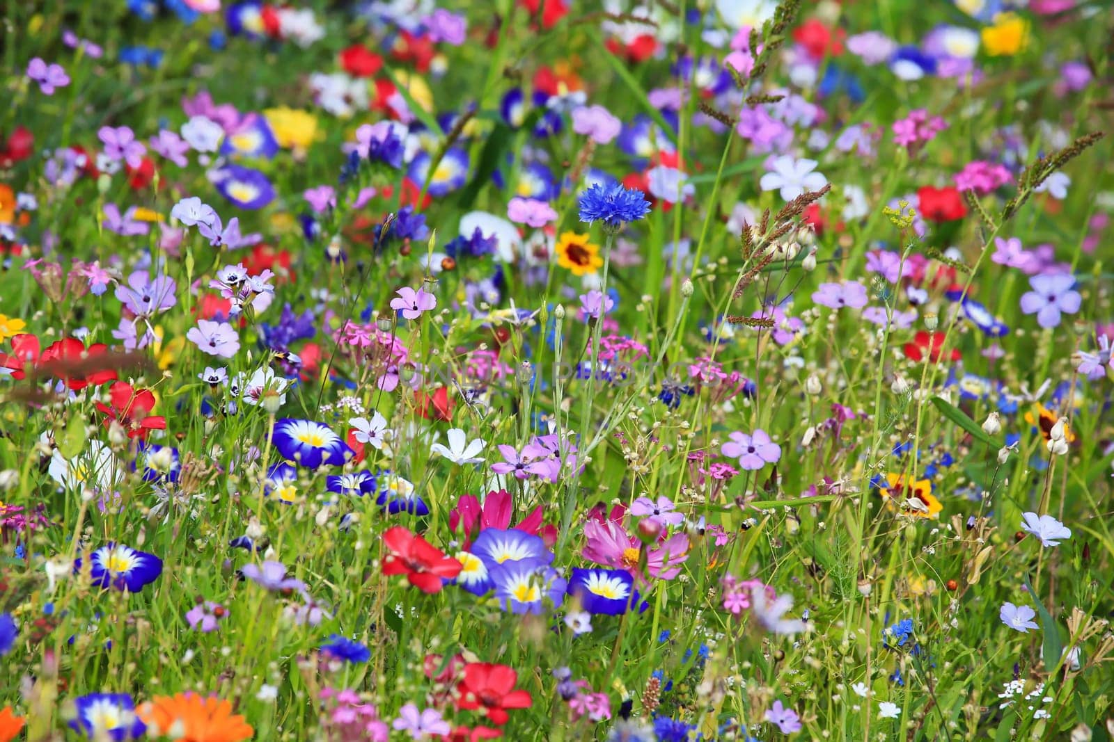 Colorful flower meadow in the primary color green with different wild flowers.