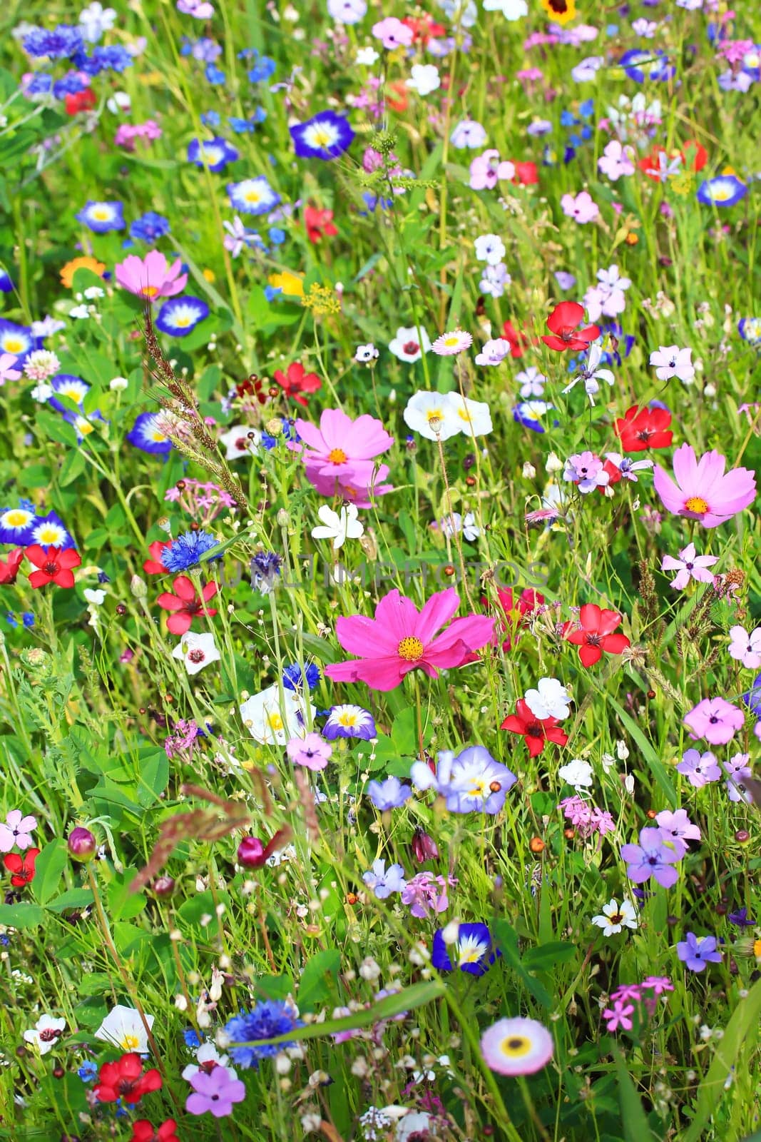 Colorful flower meadow in the primary color green with different wild flowers.