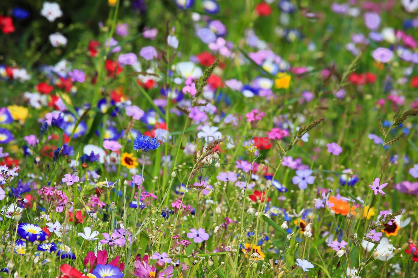 Colorful flower meadow in the primary color green with different wild flowers.