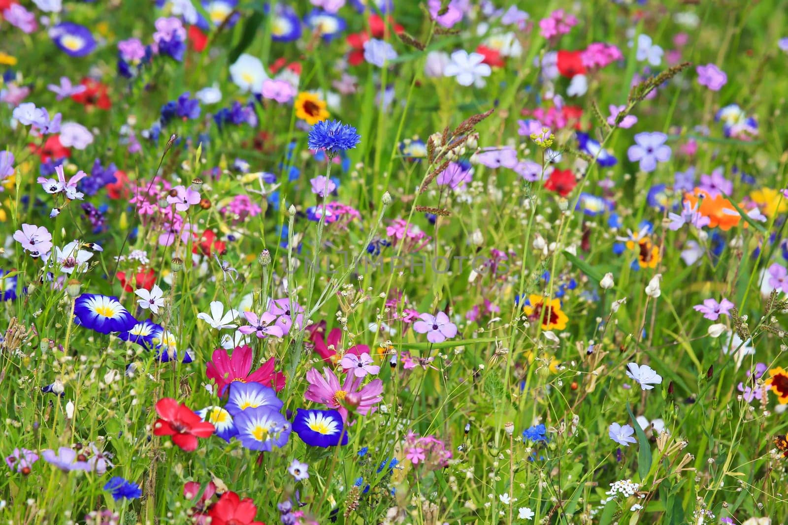 Colorful flower meadow in the primary color green with different wild flowers.
