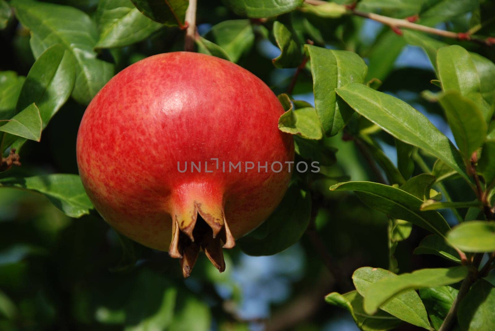 A red pomegranate hangs on the tree and is ready be harvested