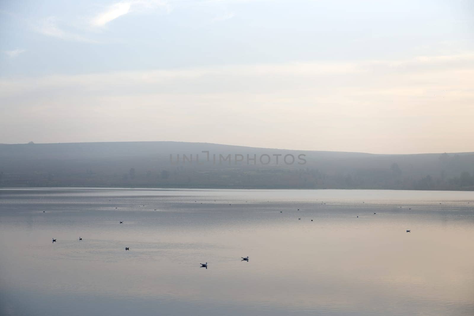 Lots of copy space in this atmospherically hazy image of many birds sitting on calm water. Distant moorland on the horizon and pastel color scheme.