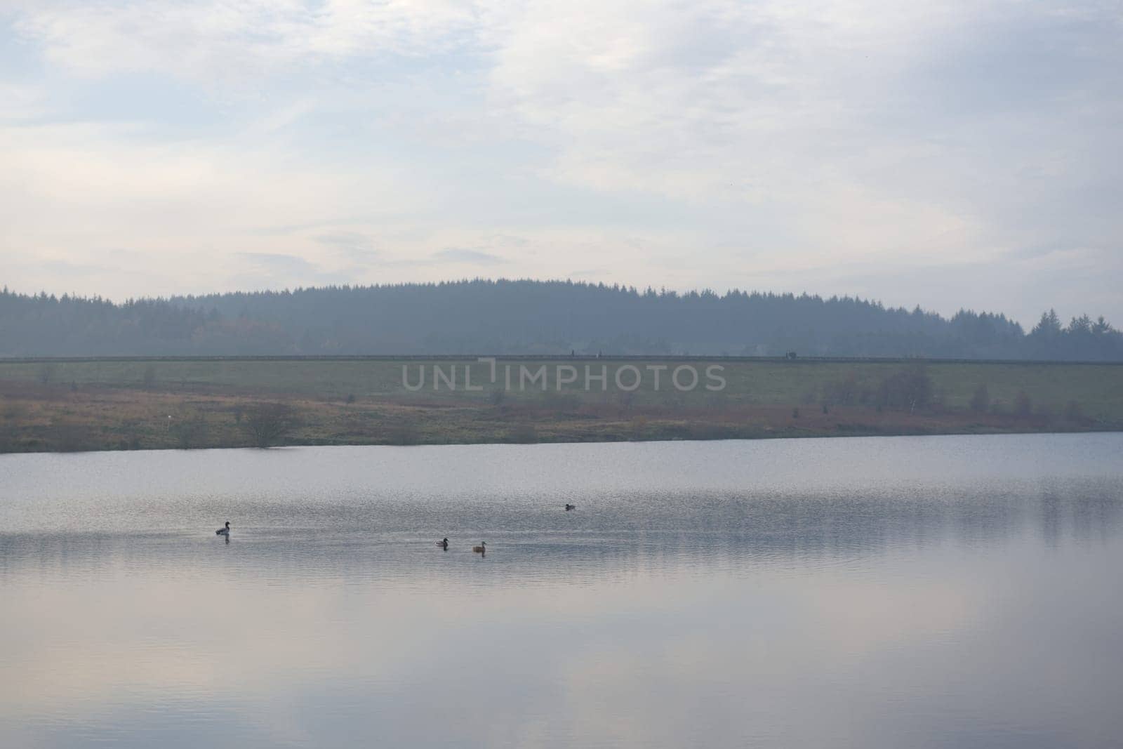 Distant people walk along redmires dam wall, as a group of 4 ducks float calmly in the reservoir water in front. Plenty of copy space around the image
