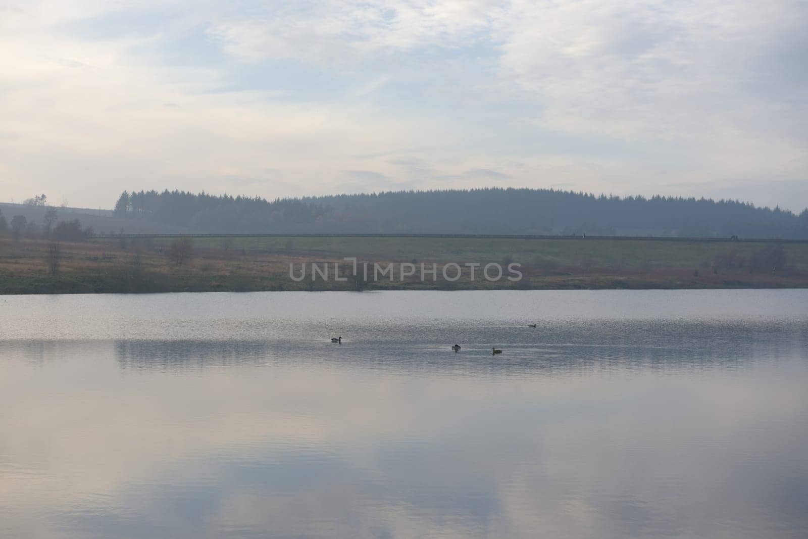 Group of 4 ducks cause ripples on the calm water of redmires reservoirs. Plain background landscape with water reflecting the sky.