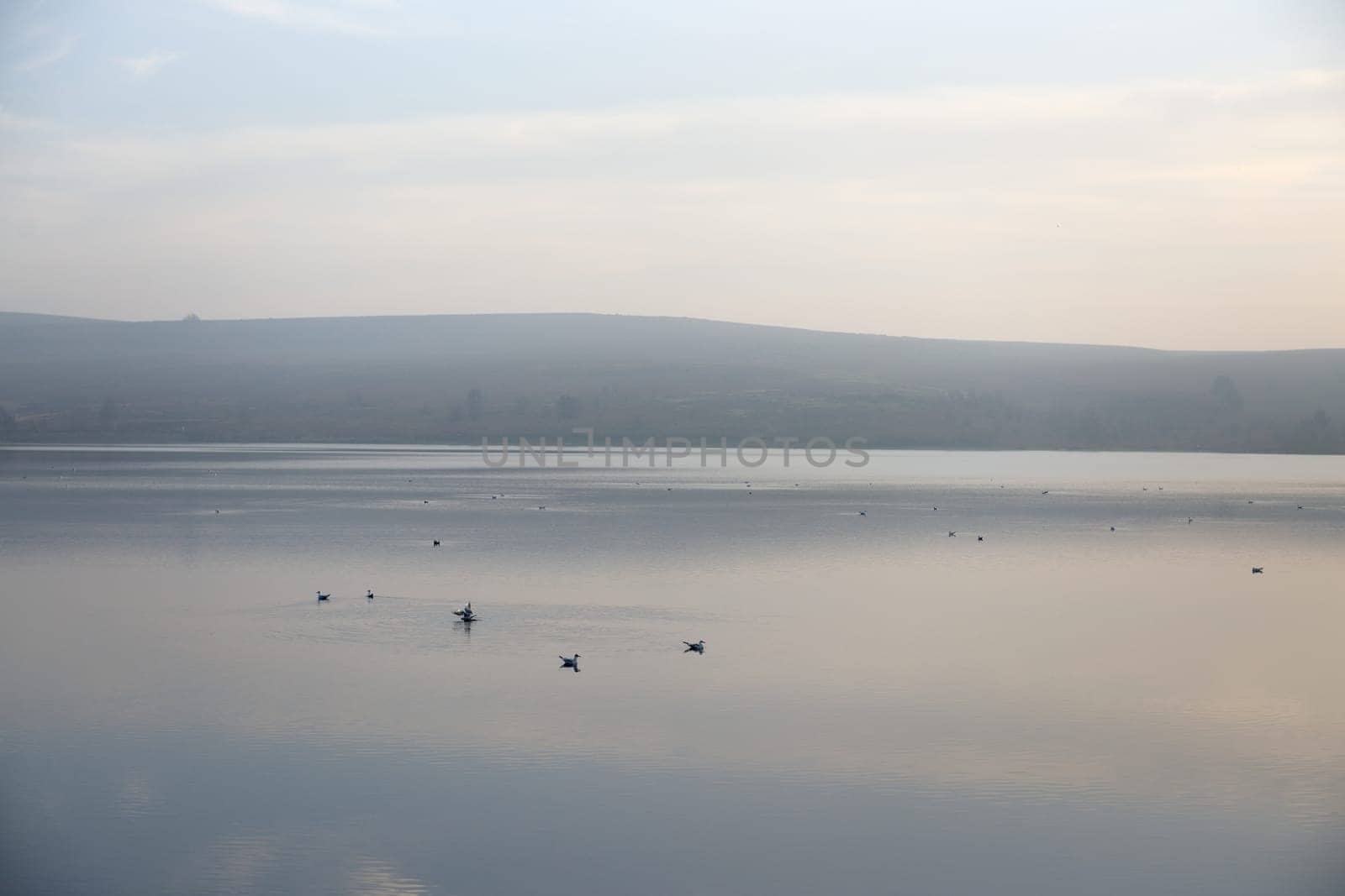 Haze gives this water landscape at dusk a good background texture. Many birds settle down on the water for the night. Remote countryside scene.