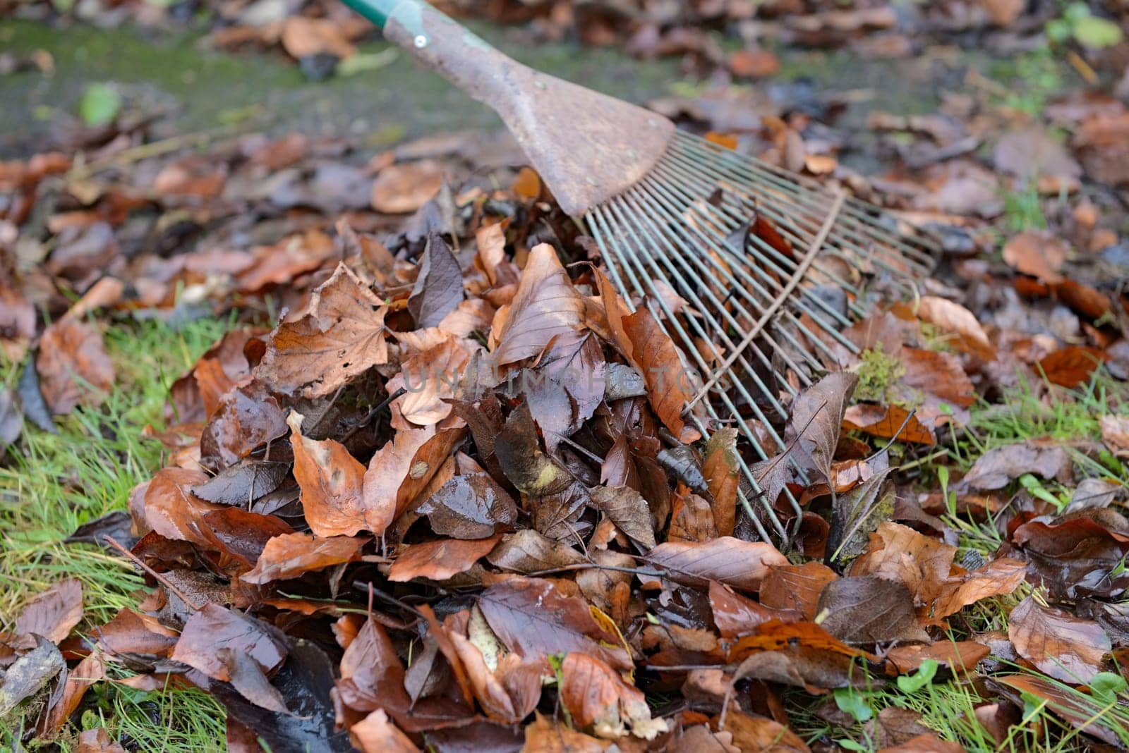 Many wet brown leaves form a heap behind a leaf rake. The many tines of the rake form a fan shape, but are rusted from use and old age. Garden tool.