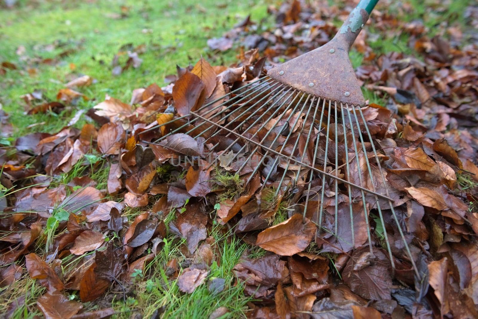 Debris and undergrowth is removed from a healthy green garden lawn using a rake. Moss and brown autumn leaves make up the most of the plant waste