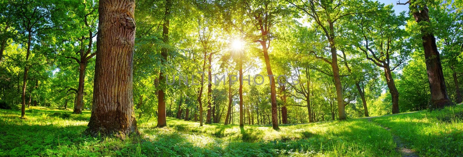 old oak tree foliage in morning light with sunlight