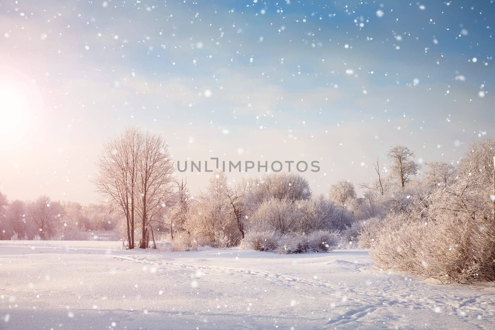 Beautiful trees in winter landscape in early morning in snowfall