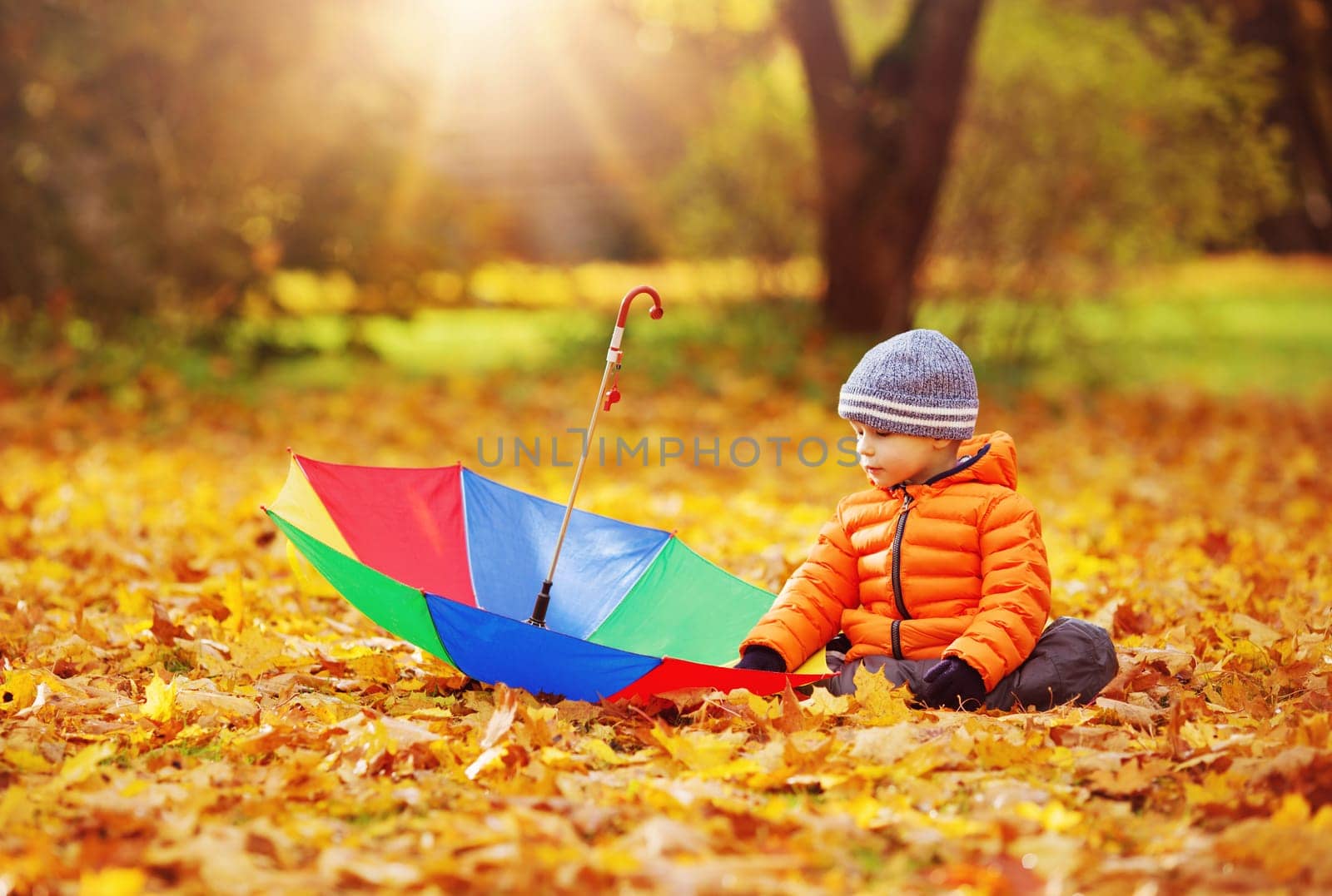 Child sitting in park in beautiful autumnal day. Boy playing outdoors yellow maple leaves falling down