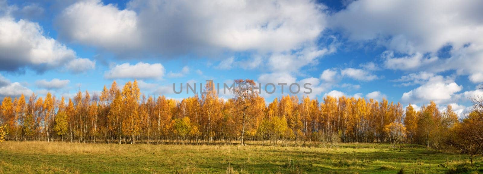 trees with multicolored leaves on the field