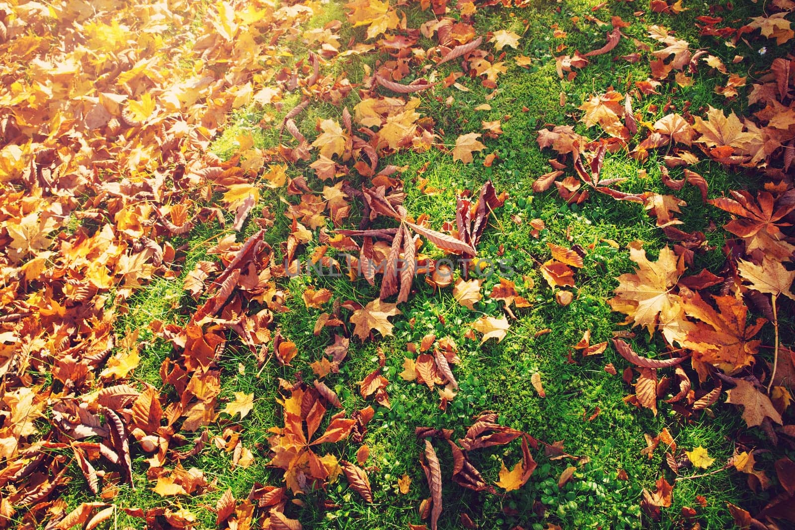 multicolored leaves on the grass in the park. Maple foliage in sunny autumn. Sunlight in early morning in forest