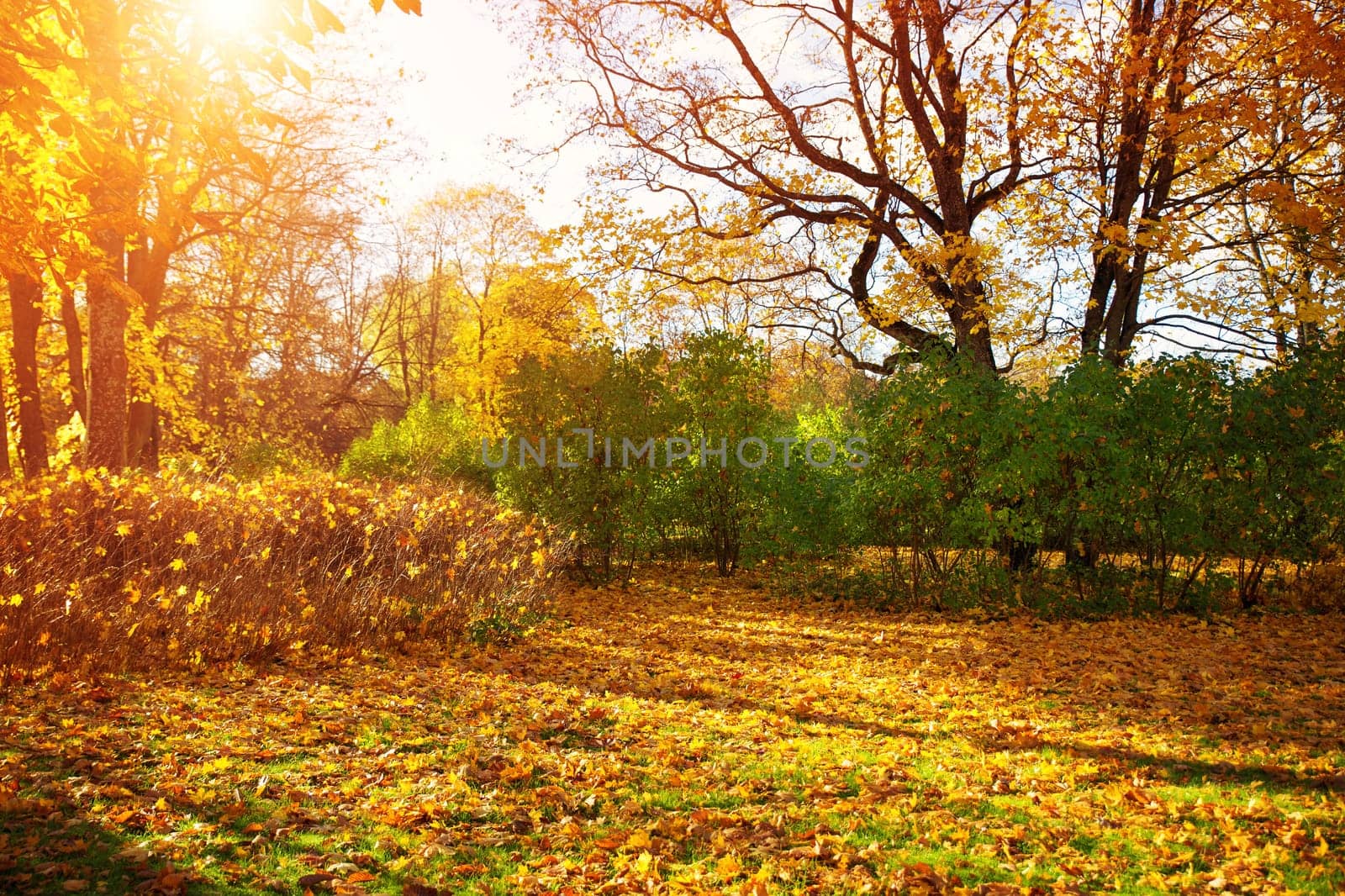 trees with multicolored leaves on the grass in the park. Maple foliage in sunny autumn. Sunlight in early morning in forest
