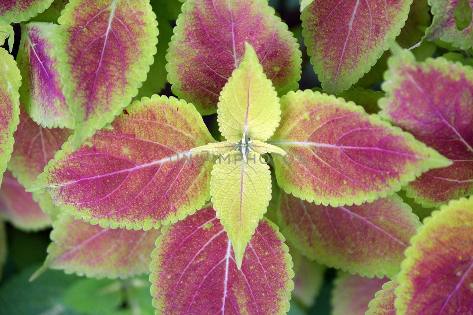 Close-Up Of Coleus Plant