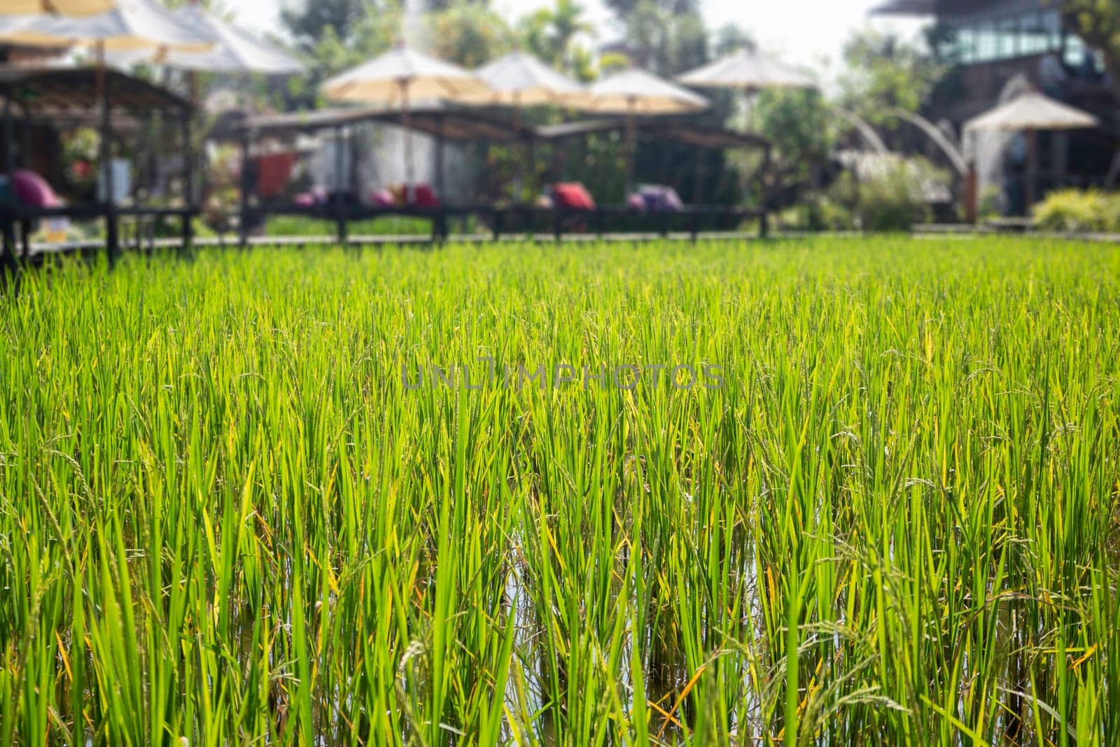 Green rice field relax in summer, stock photo