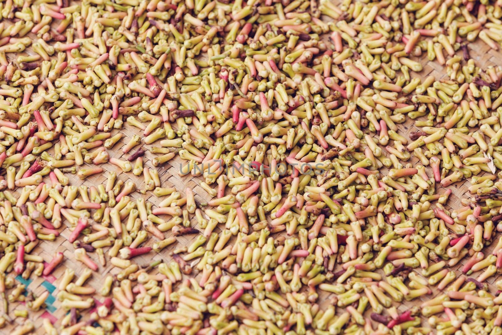 madagascar spice, drying clove spice (Syzygium aromaticum), Cloves are the aromatic flower buds of a tree in the family Myrtaceae. Masoala, Maroantsetra Madagascar