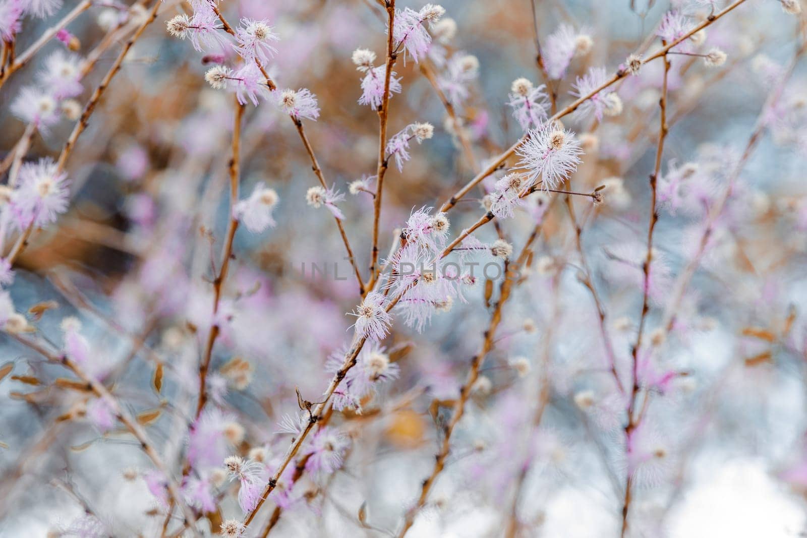 pink blossom tree in Antsiranana mountain, Diego Suarez. Madagascar nature flower.