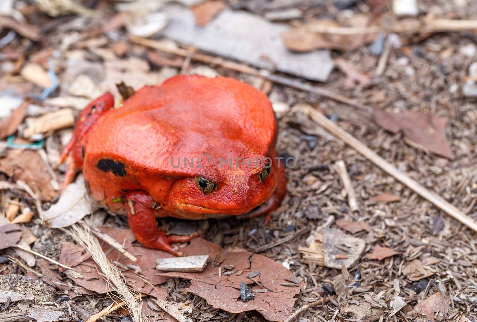 endemic animal red Tomato frog, species of genus Dyscophus (Dyscophus antongilii). It can be found in Maroantsetra city ditch. When threatened, a tomato frog puffs up its body. Madagascar wildlife