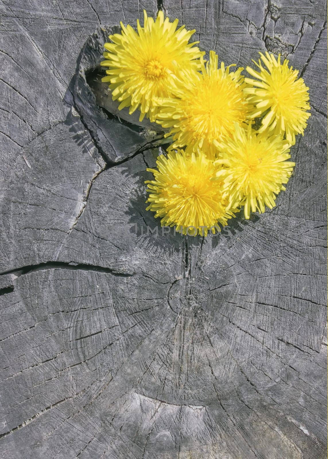 Yellow dandelion flowers on the natural cracked wooden background. Flat lay with space for copy. Color of the year 2021 - Illuminating and Ultimate Gray. Selective focus.