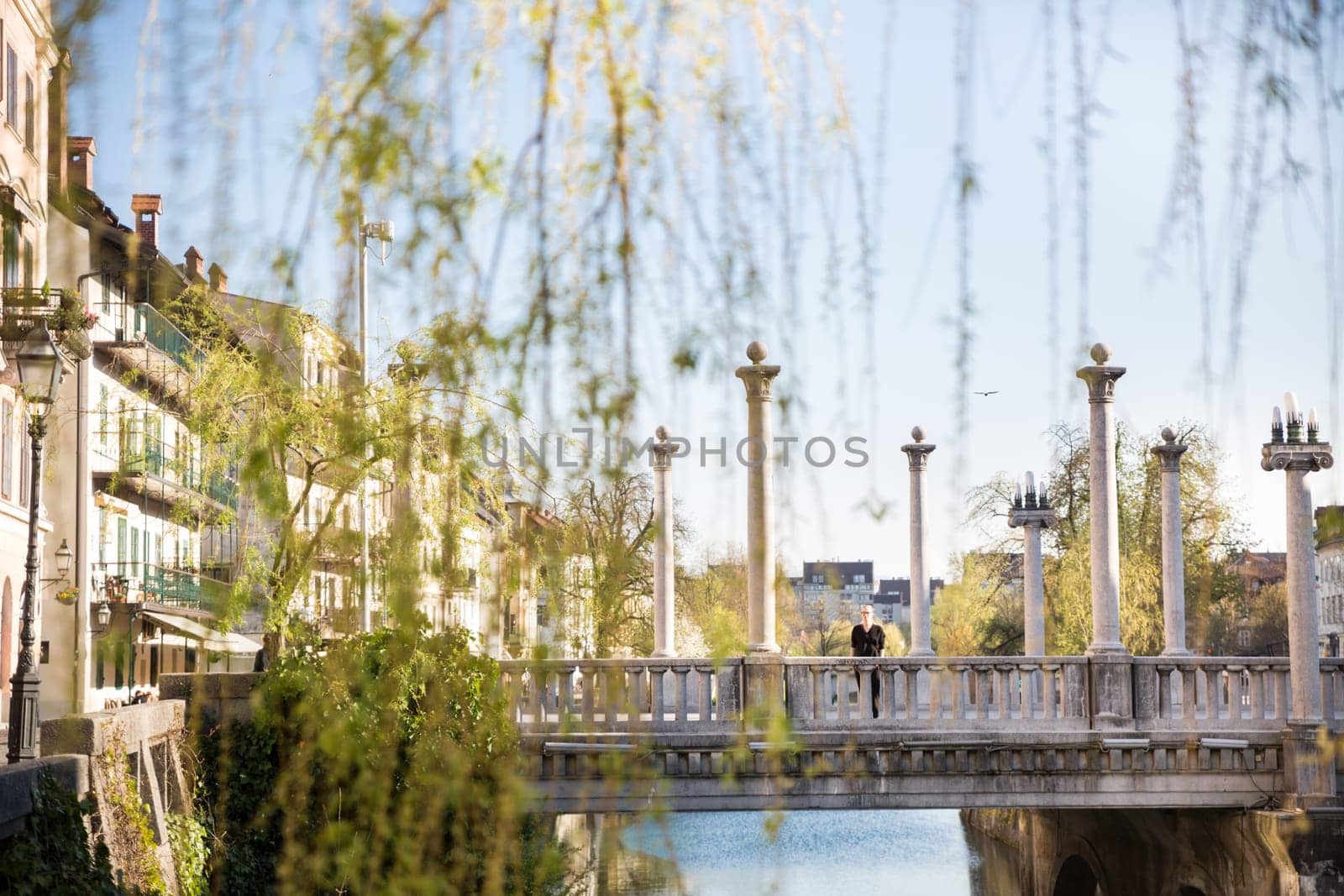 Unique Plecnik arhitecture of Cobblers bridge seen trough willow branches in old medieval city center of Ljubljana, Slovenia.