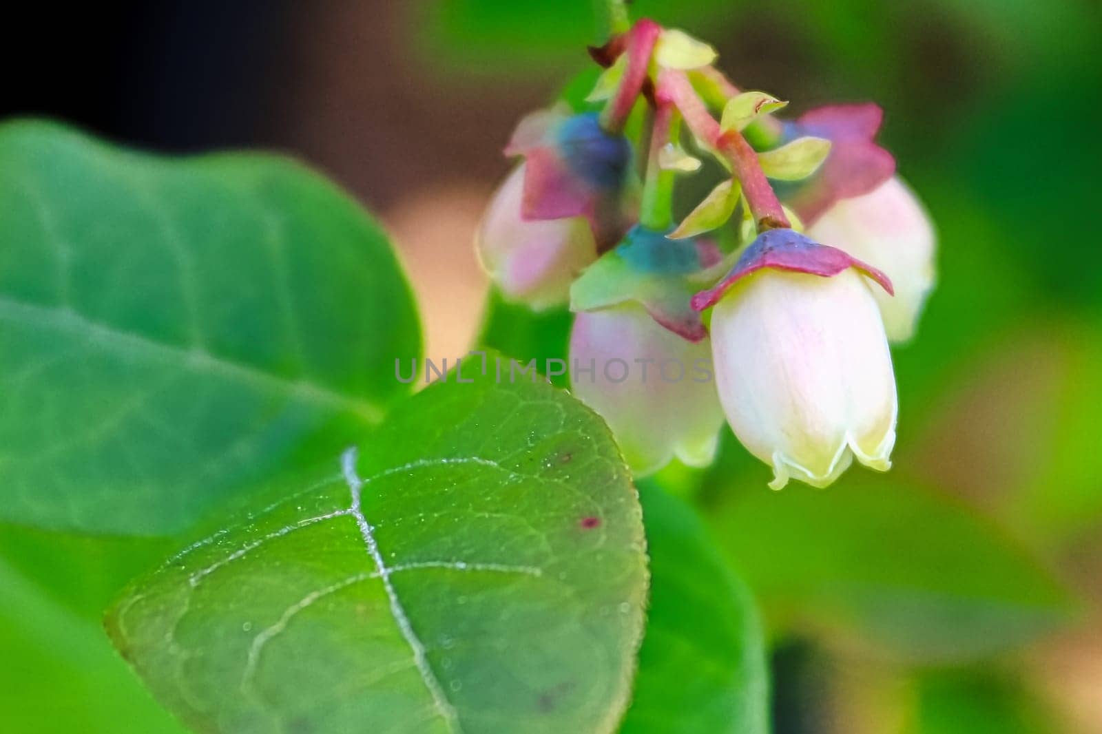 A macro of delicate blueberry blossoms beside leaves.