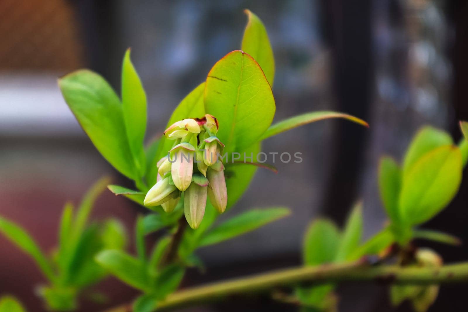Side view of closed blueberry blossoms on a branch.