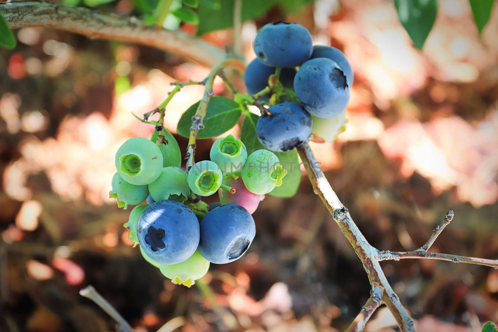 A branch of blueberries in various stages of maturity.