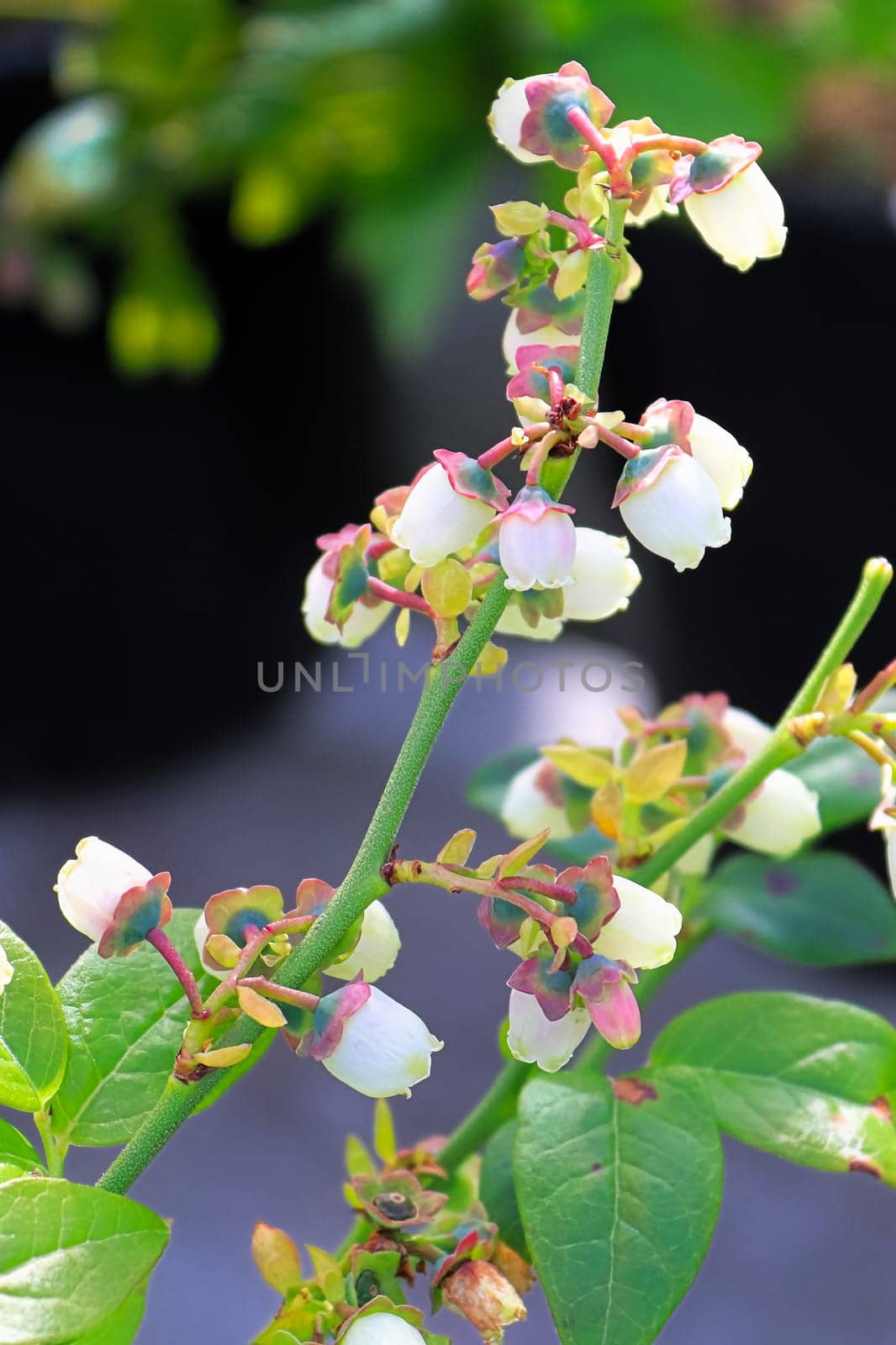 Stems of highbush blueberry flowers in full bloom.