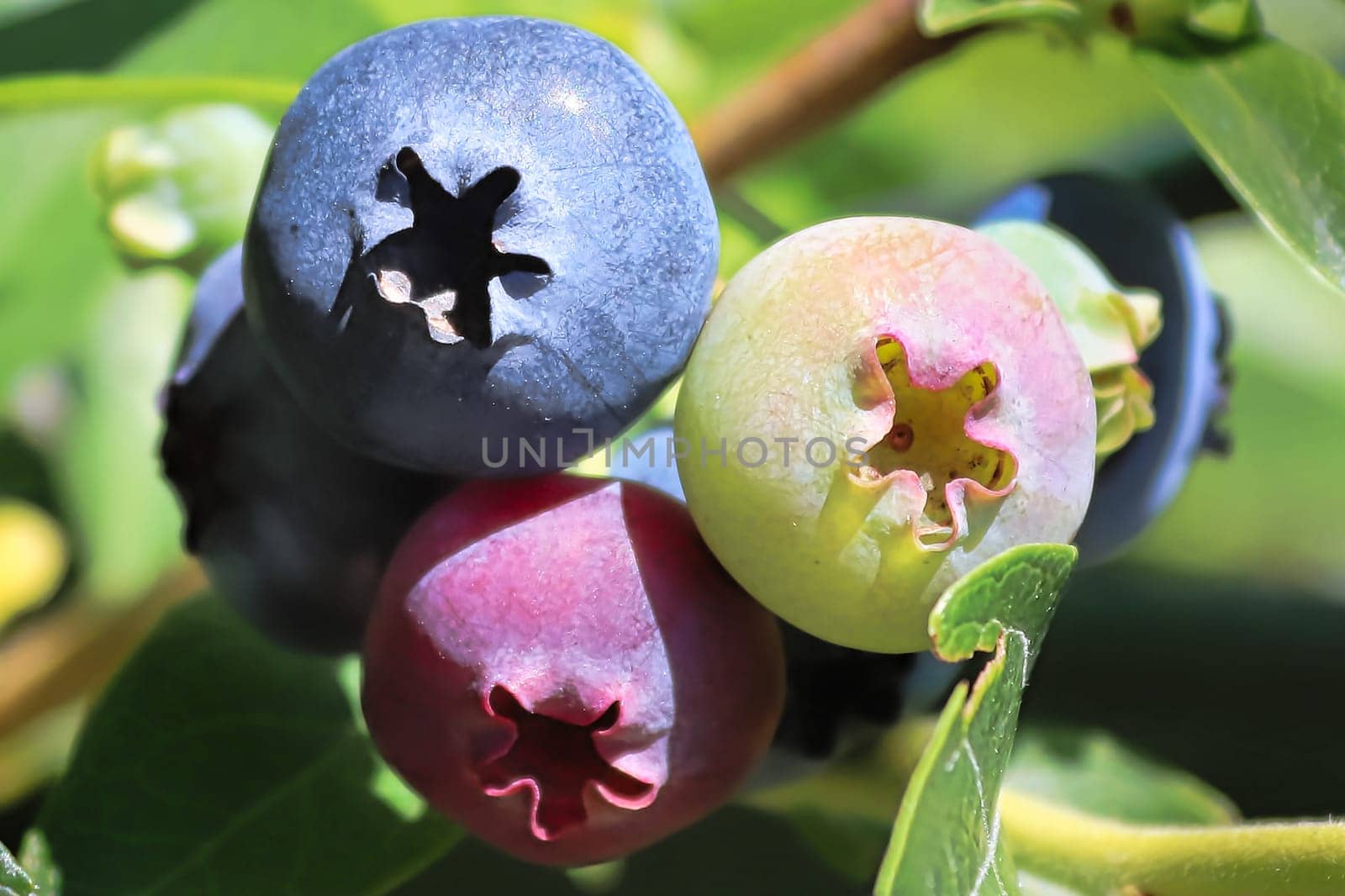 A macro of blueberries in various stages of ripening.