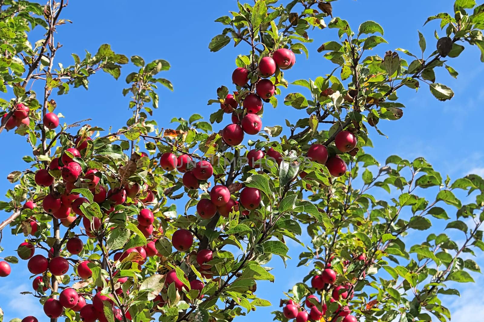 Red crabapples on a tree against a blue sky.