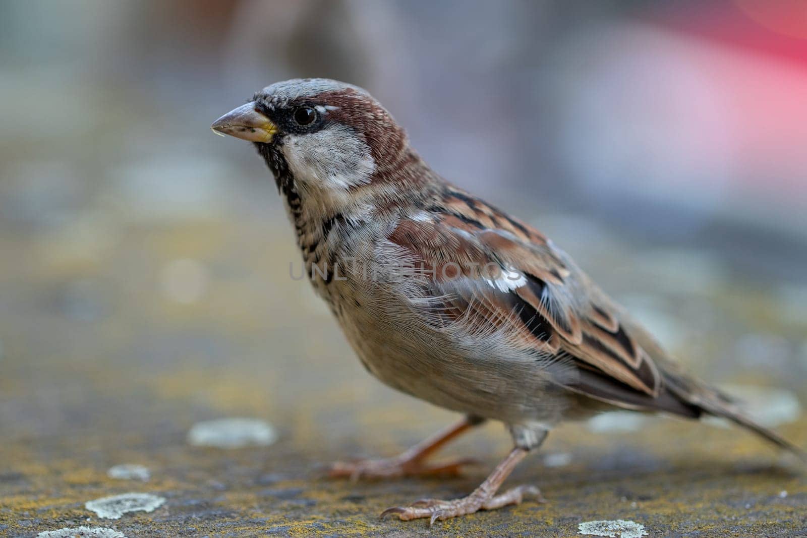 Selective focus on a male House Sparrow (Passer domesticus) on a stone wall. The male has a grey head plate, brown nape and blackish throat and the side of the head is white.