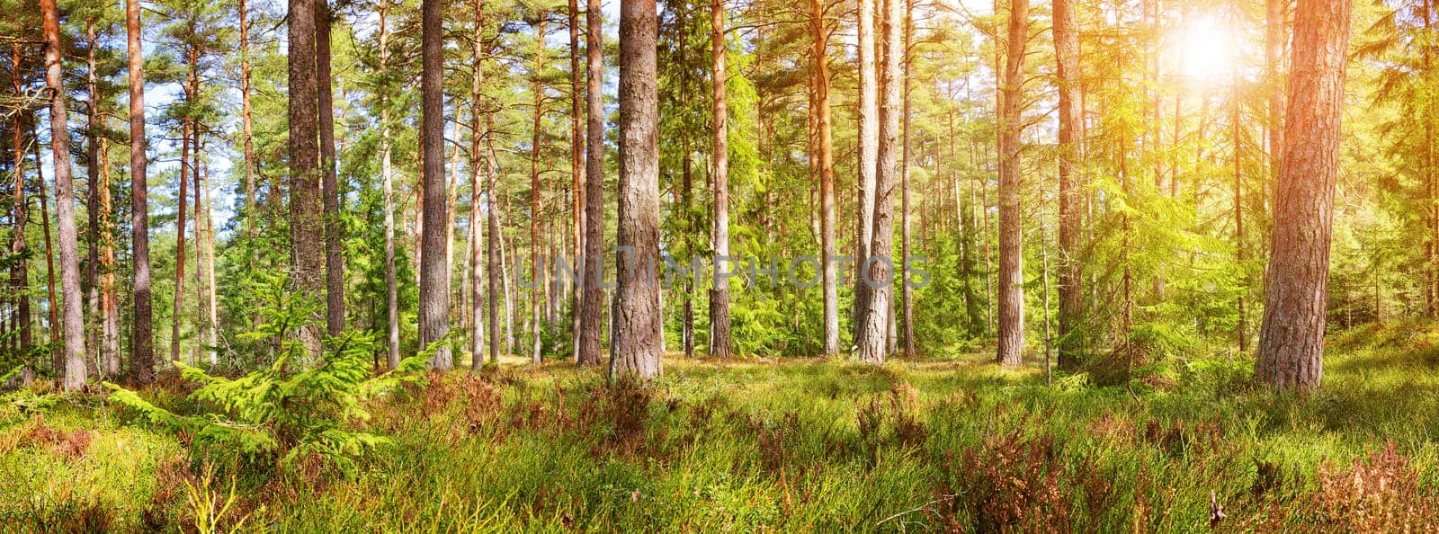 pine and fir forest panorama in spring. Pathway in the park