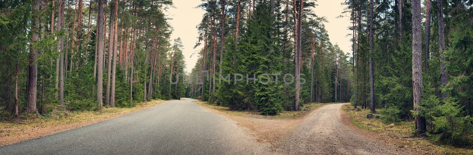 asphalt road cross on cloudy spring day in the forest