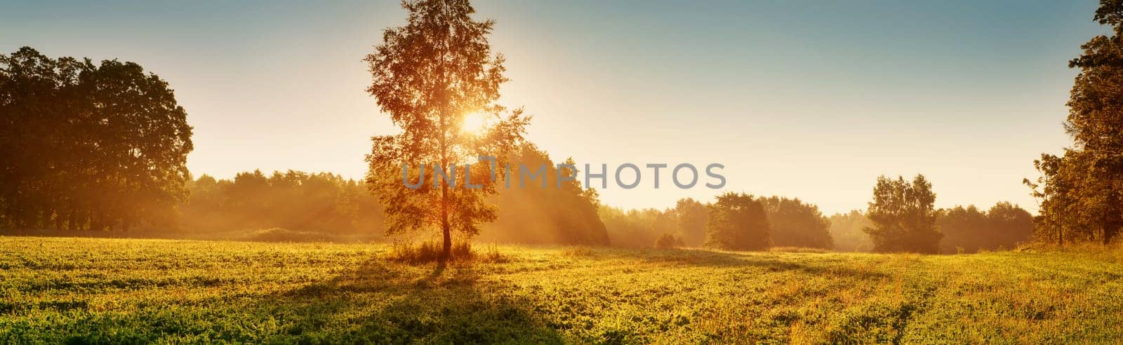 birch tree foliage in morning light with sunlight. Sunrise on the field