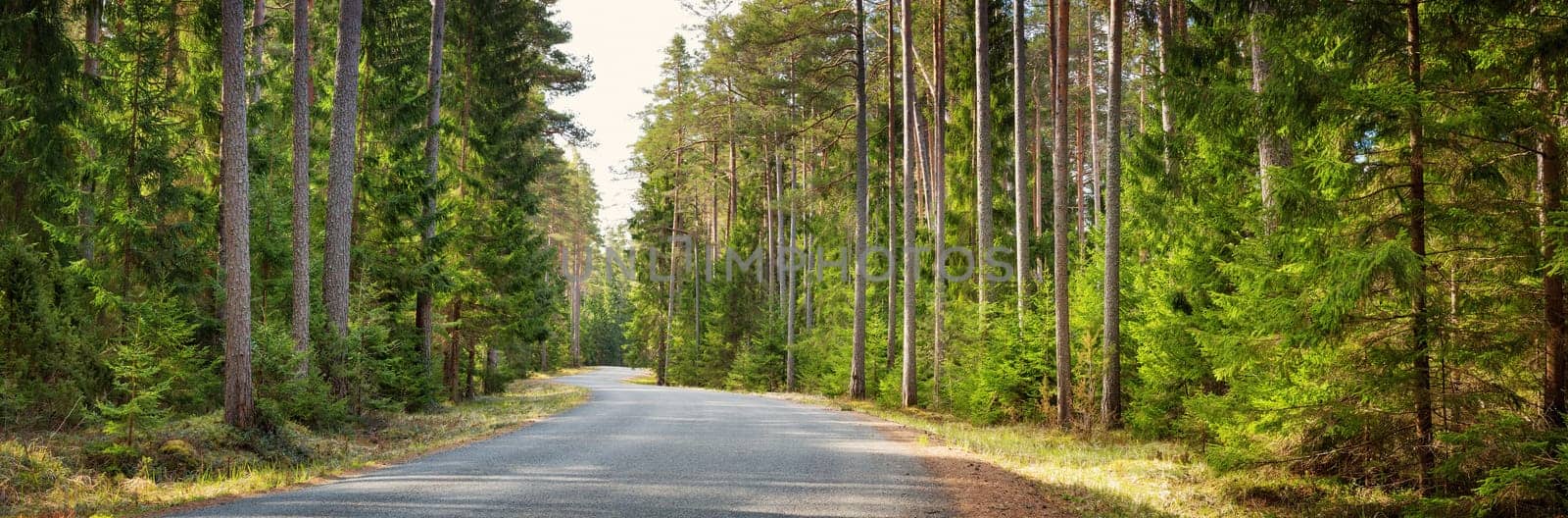 asphalt road on cloudy spring day in the forest