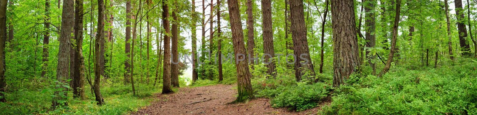 pine forest panorama in summer. Pathway in the park