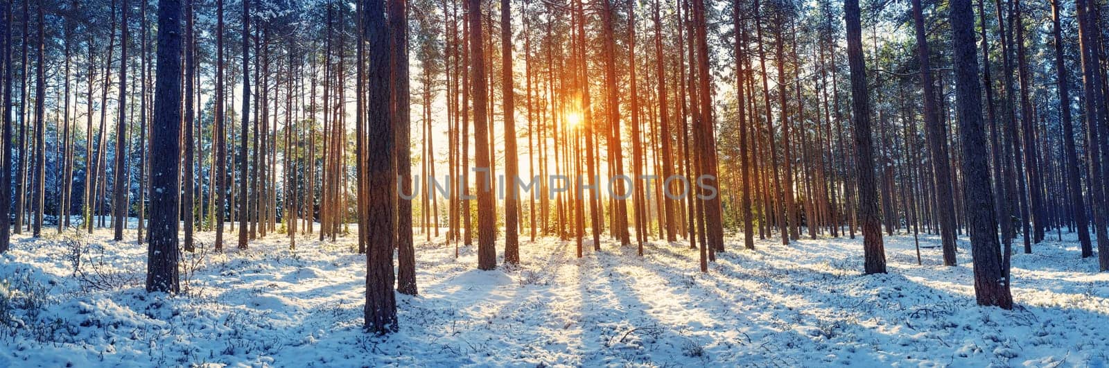 Pine trees covered with snow on frosty evening. Beautiful winter panorama at snowfall