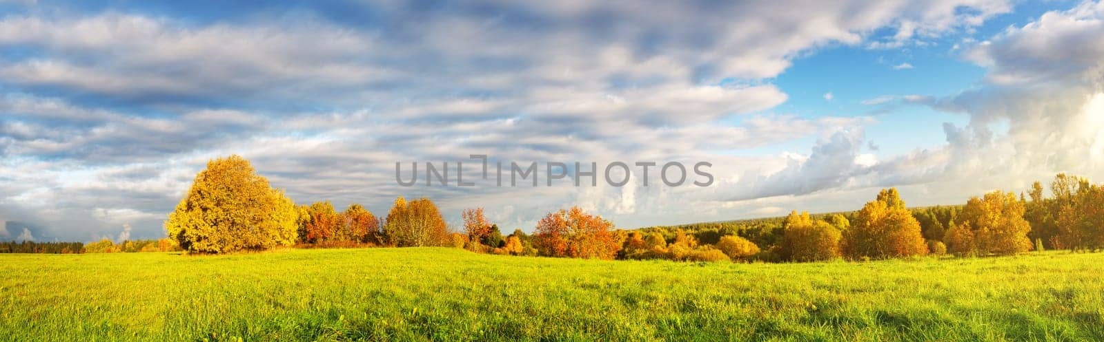 trees with multicolored leaves on the field