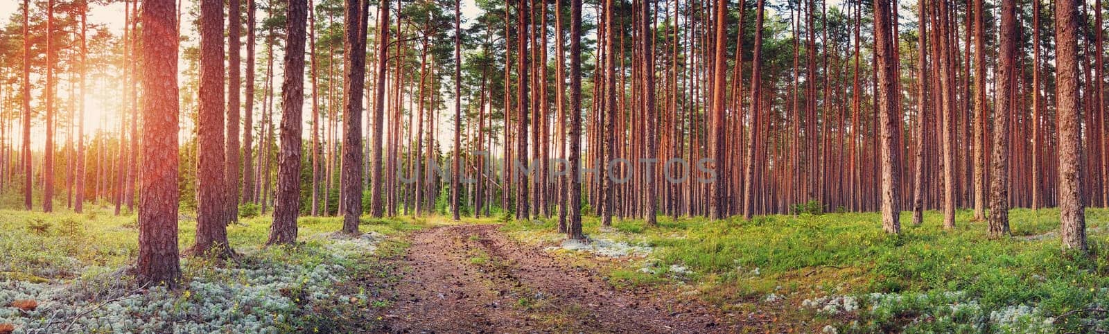 Coniferous forest with pine trees at sunset
